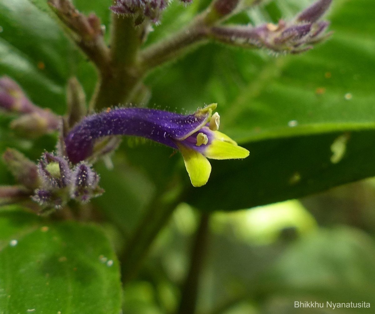 Gymnostachyum paniculatum T.Anderson