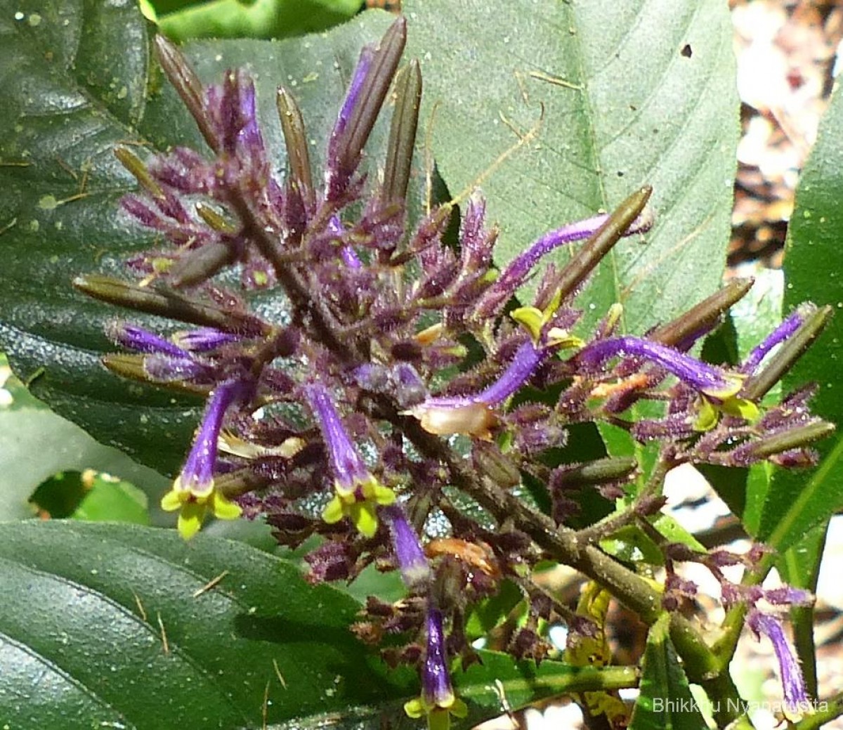 Gymnostachyum paniculatum T.Anderson