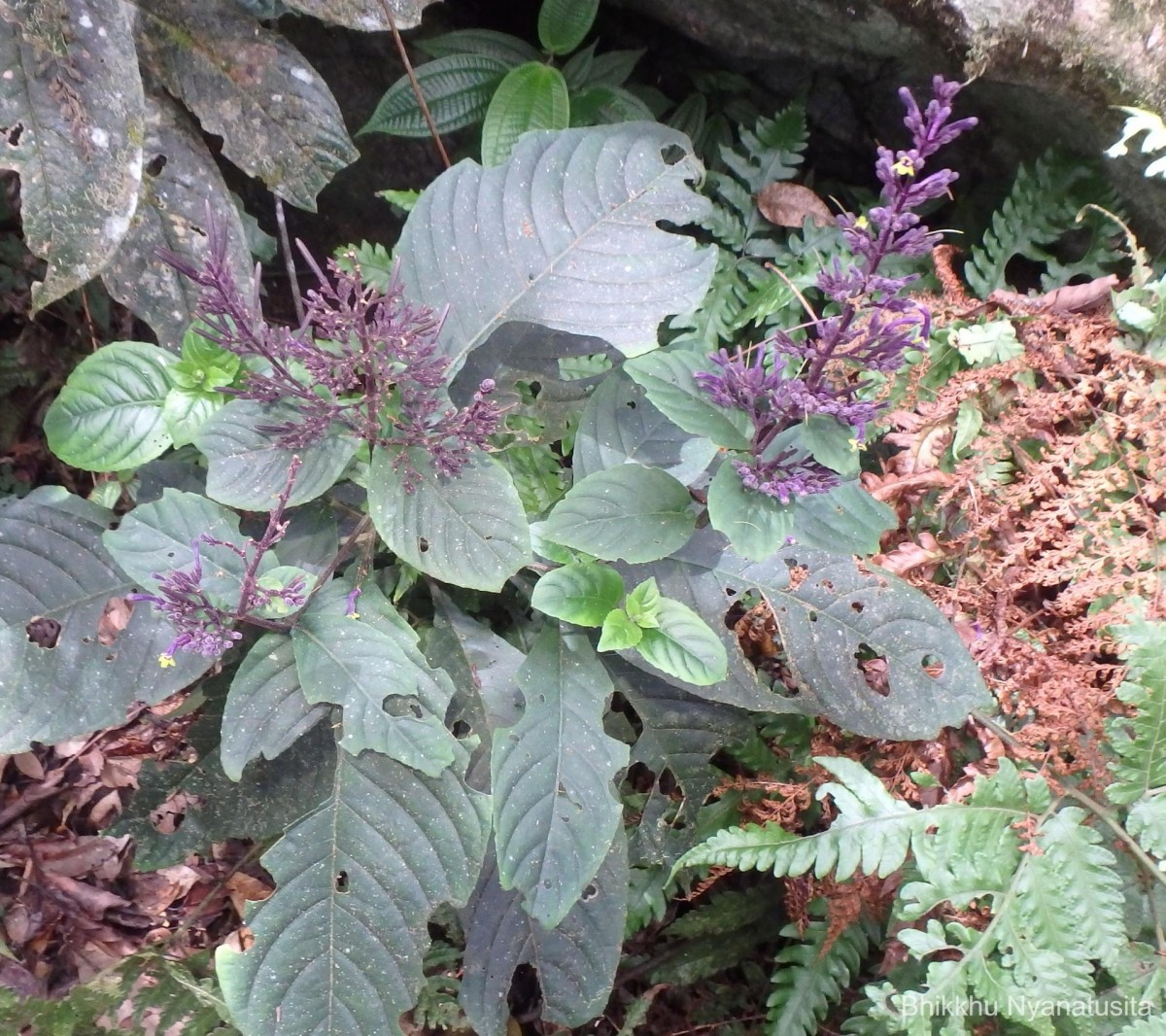 Gymnostachyum paniculatum T.Anderson