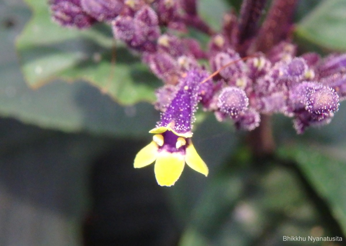 Gymnostachyum paniculatum T.Anderson