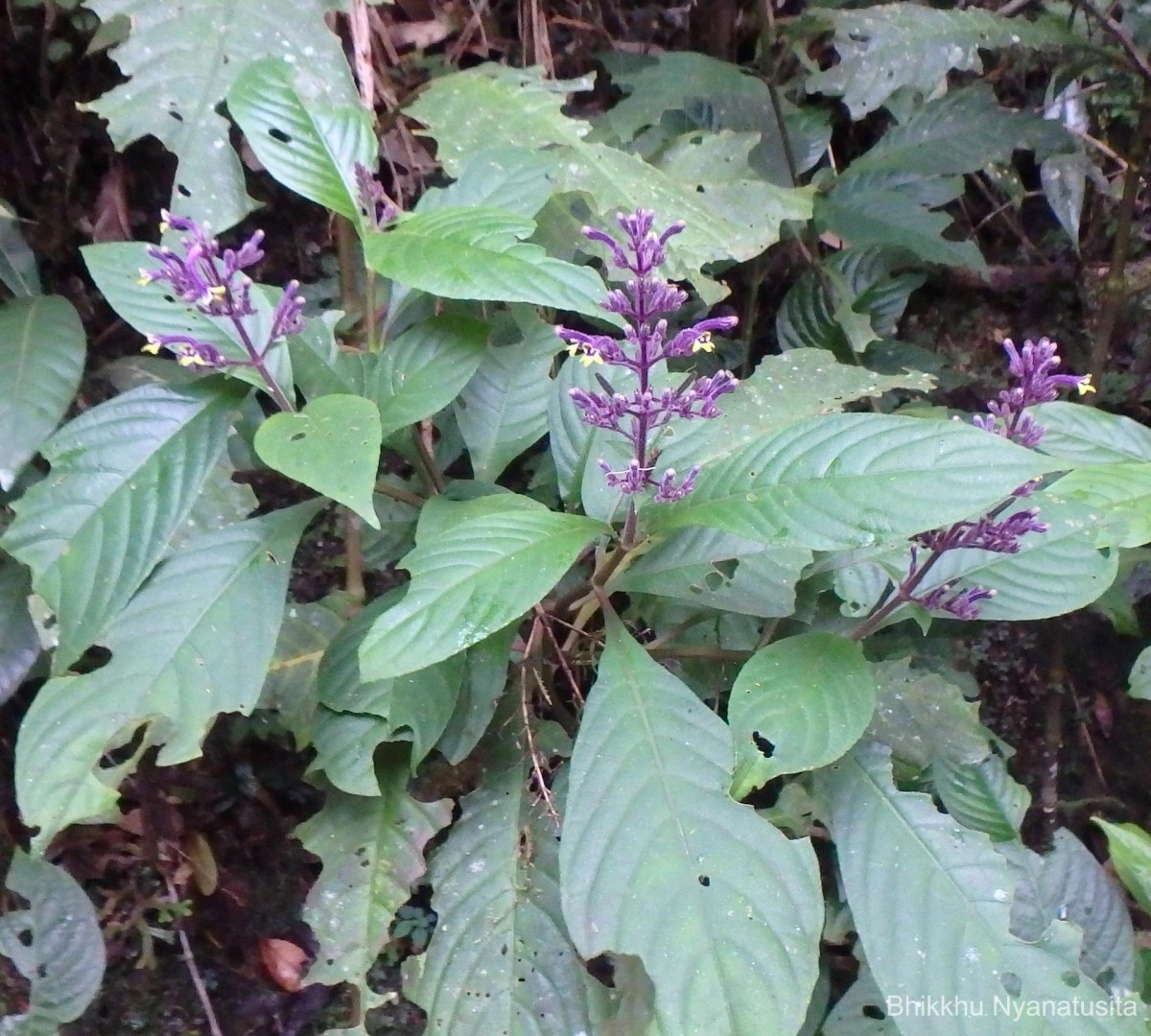 Gymnostachyum paniculatum T.Anderson