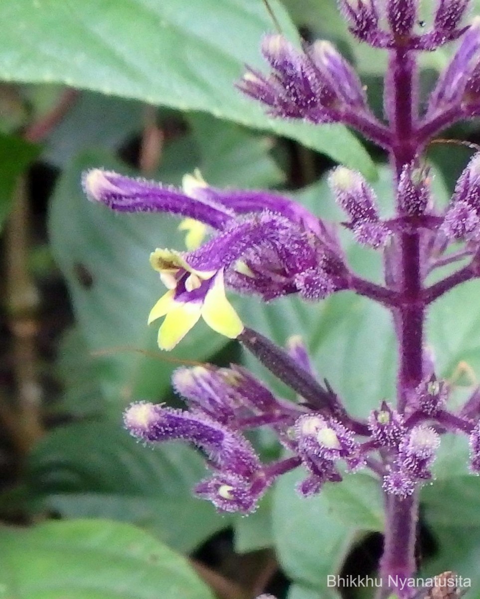 Gymnostachyum paniculatum T.Anderson