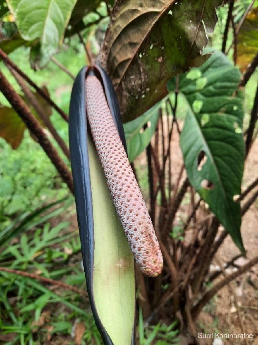 Cyrtosperma johnstonii (W.Bull ex T.Moore & Mast.) N.E.Br.