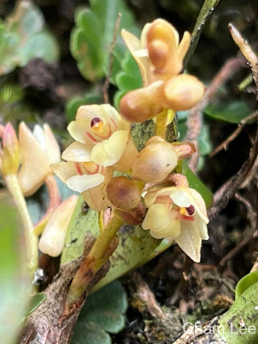 Pinalia tricolor (Thwaites) Kuntze