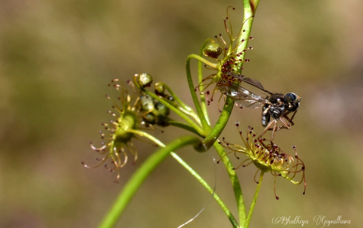 Drosera lunata Buch.-Ham. ex DC.