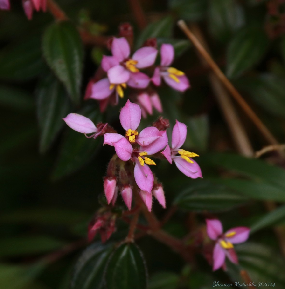 Sonerila arnottiana Thwaites
