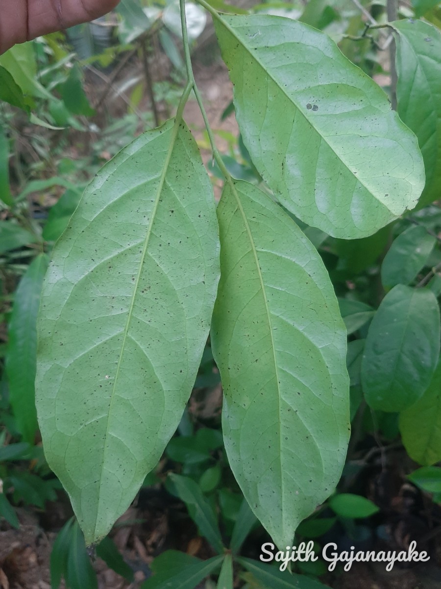 Diospyros sylvatica Roxb.