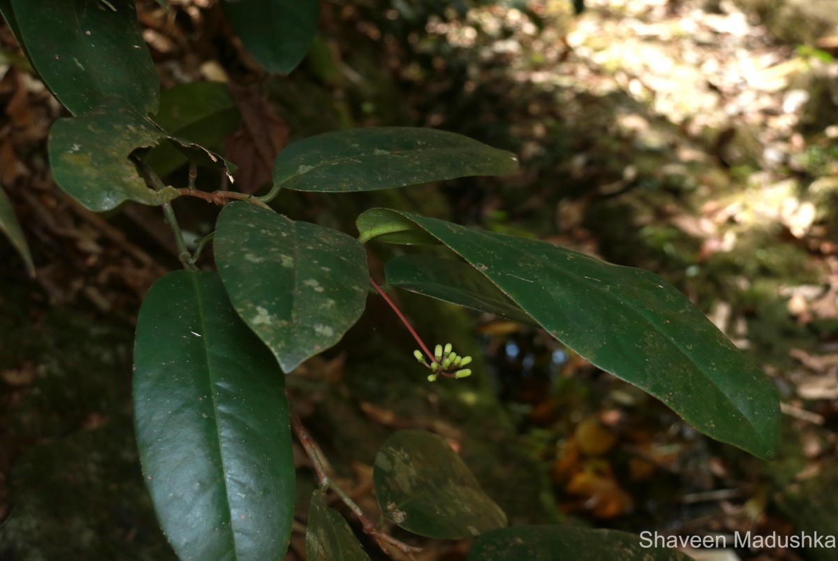 Quassia indica (Gaertn.) Noot.