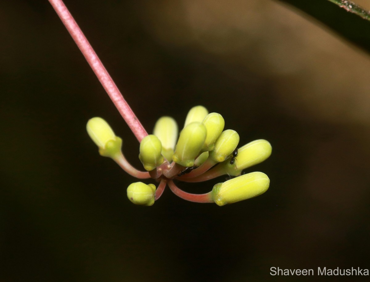 Quassia indica (Gaertn.) Noot.