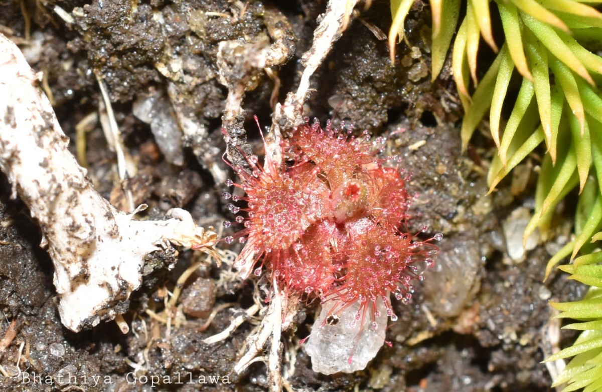 Drosera burmanni Vahl