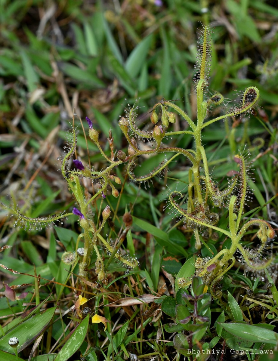 Drosera indica L.