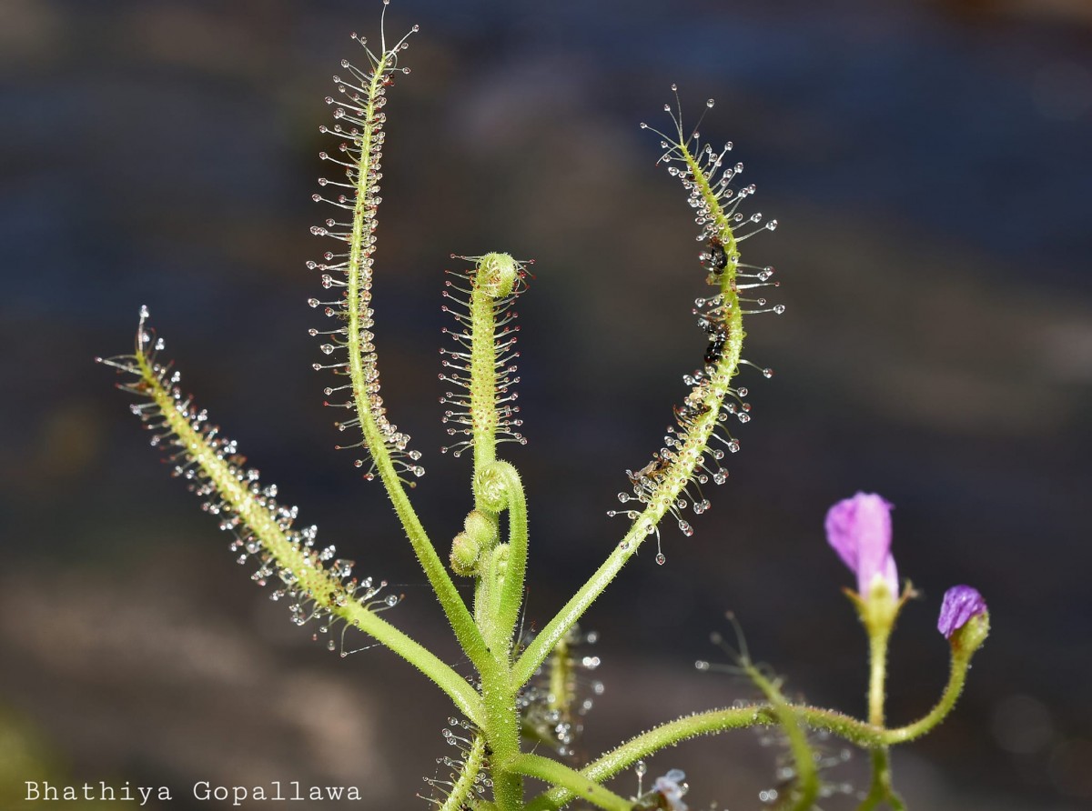 Drosera indica L.