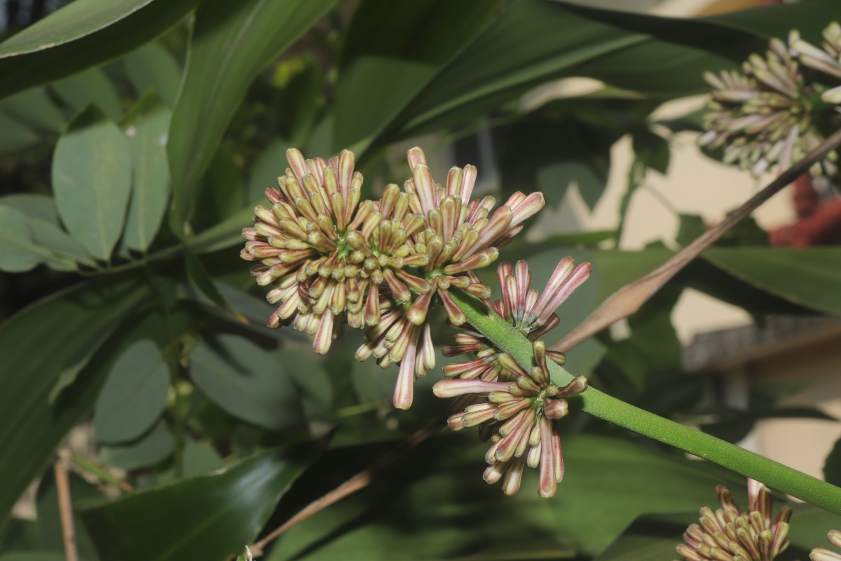 Dracaena fragrans (L.) Ker Gawl.