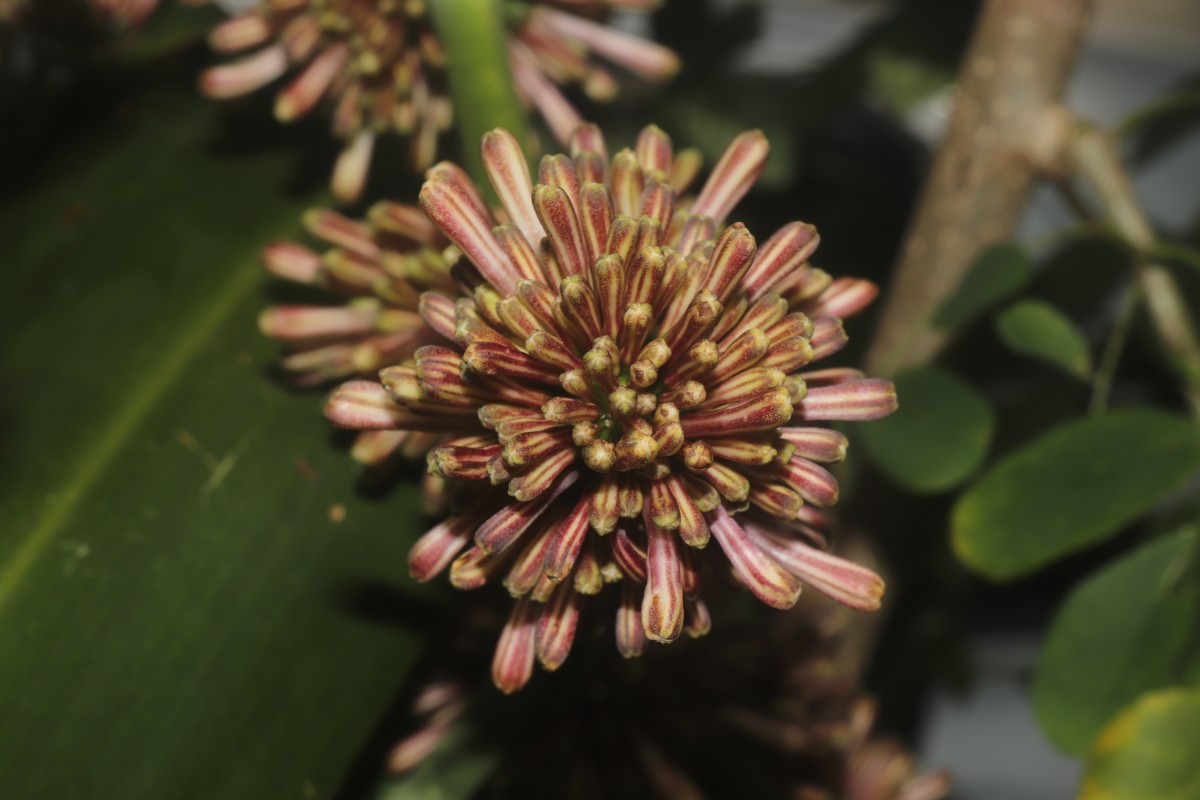 Dracaena fragrans (L.) Ker Gawl.