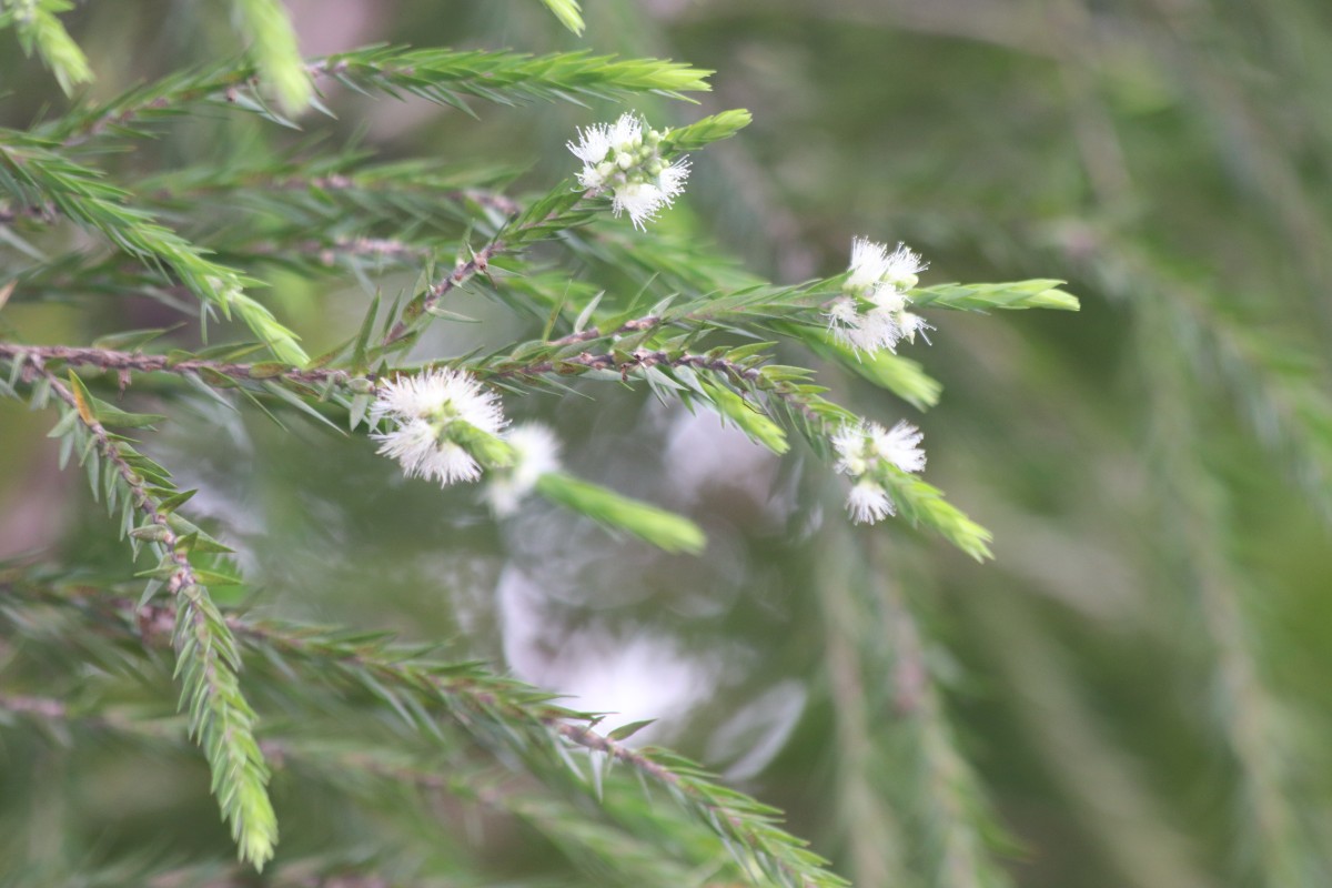 Melaleuca alternifolia (Maiden & Betche) Cheel