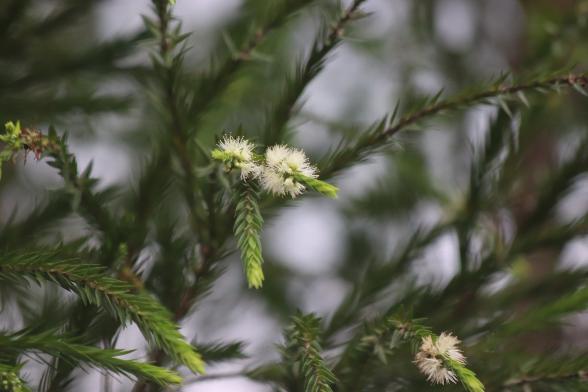 Melaleuca alternifolia (Maiden & Betche) Cheel