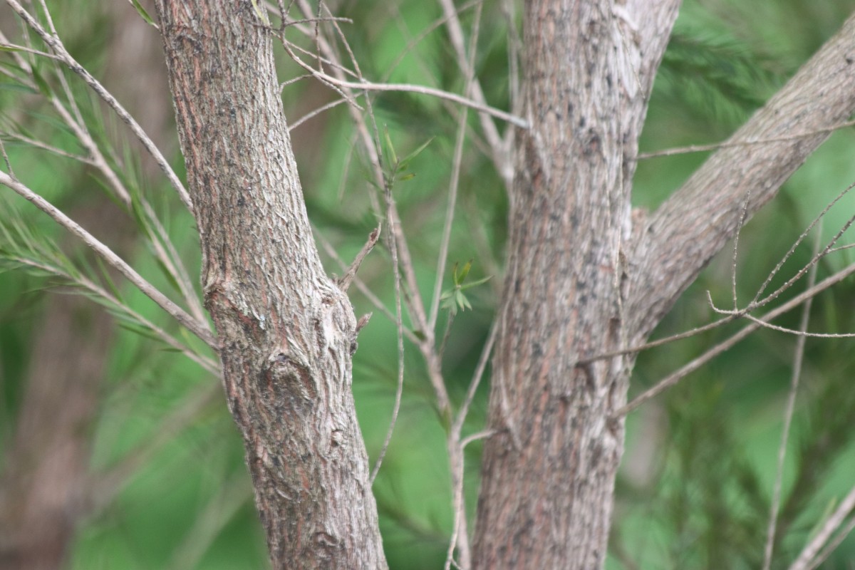 Melaleuca alternifolia (Maiden & Betche) Cheel