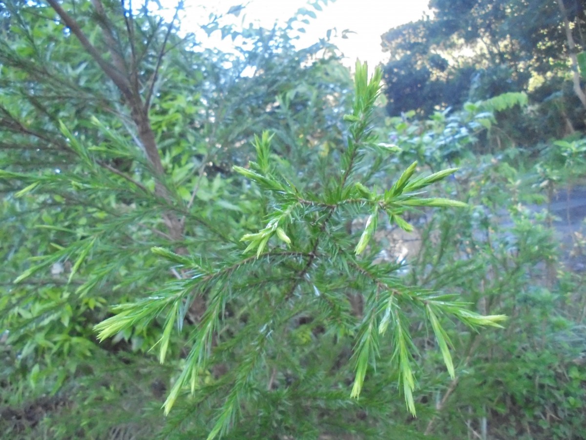 Melaleuca alternifolia (Maiden & Betche) Cheel