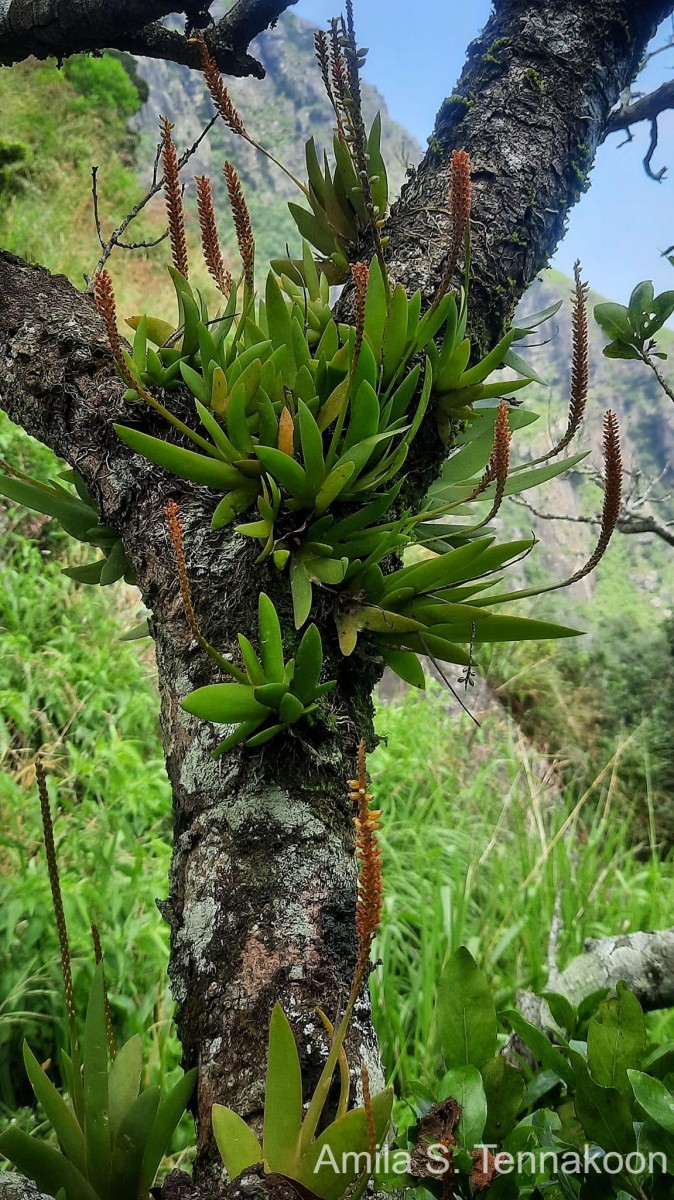 Oberonia zeylanica Hook.f.
