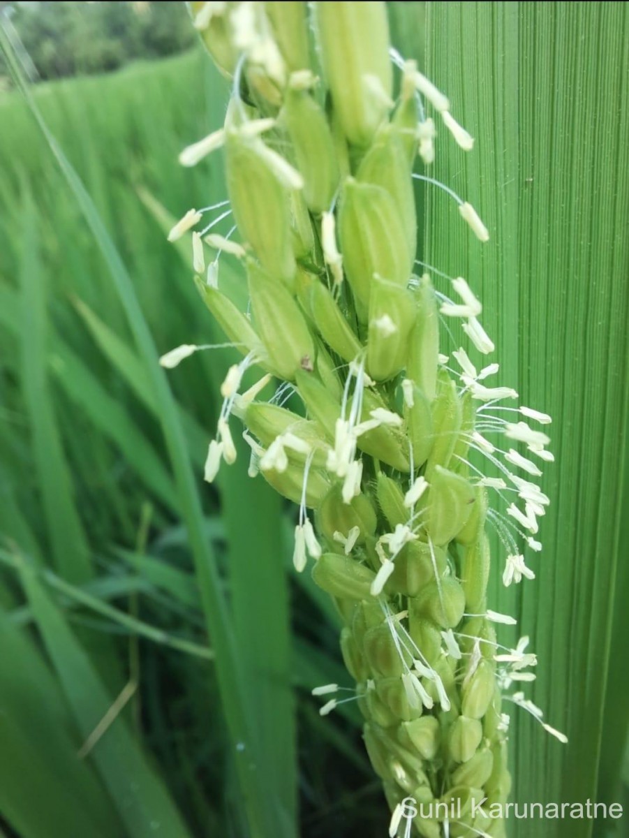 Oryza sativa L.