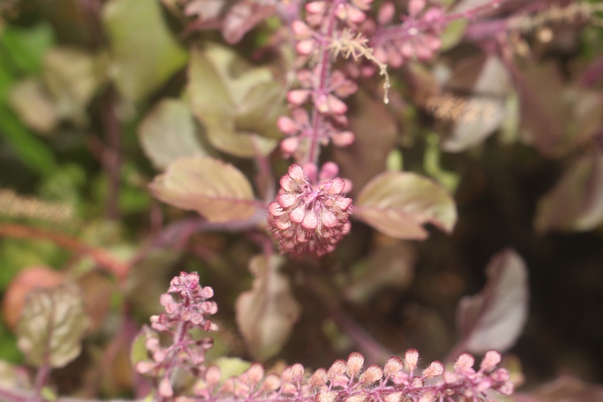 Ocimum basilicum var. basilicum L.