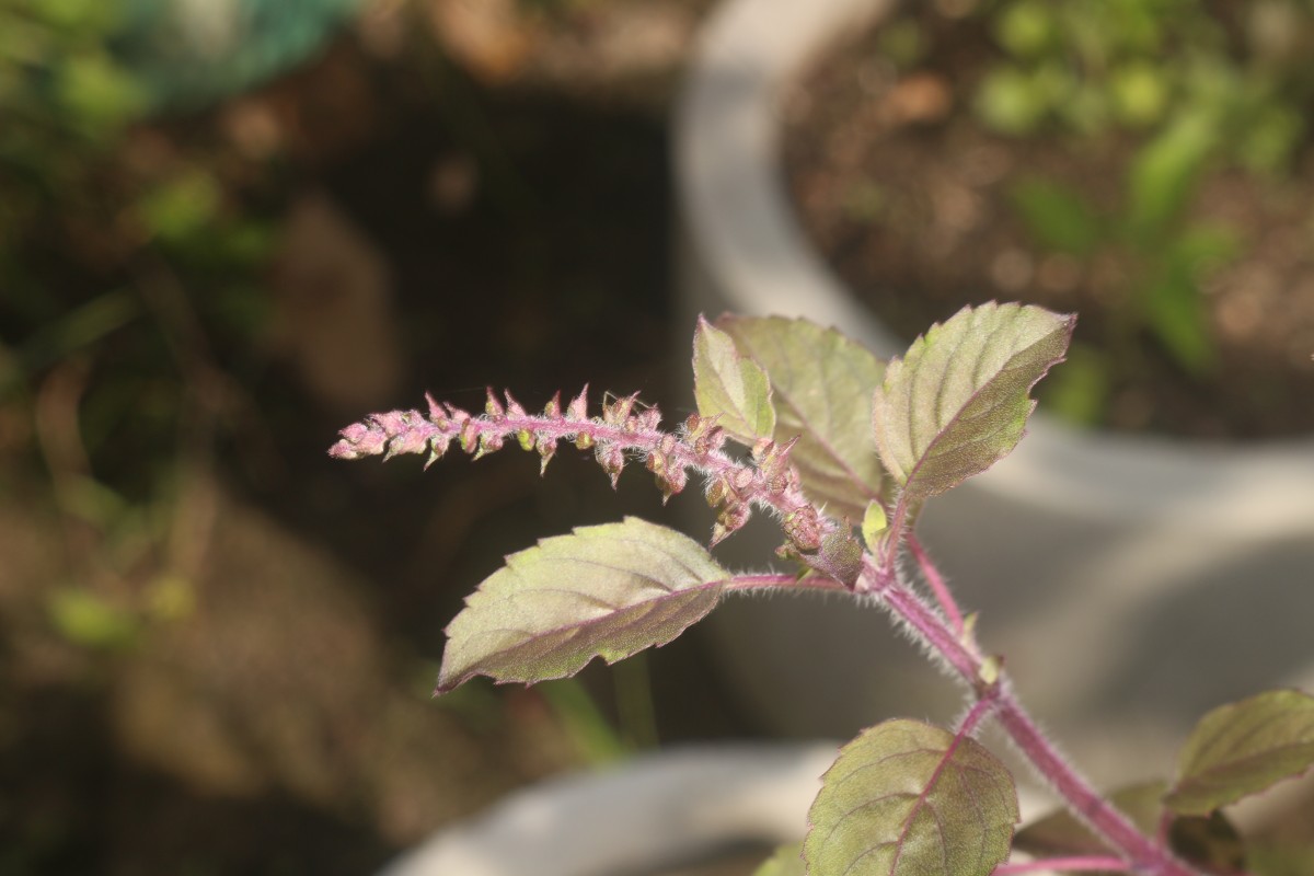 Ocimum basilicum var. basilicum L.