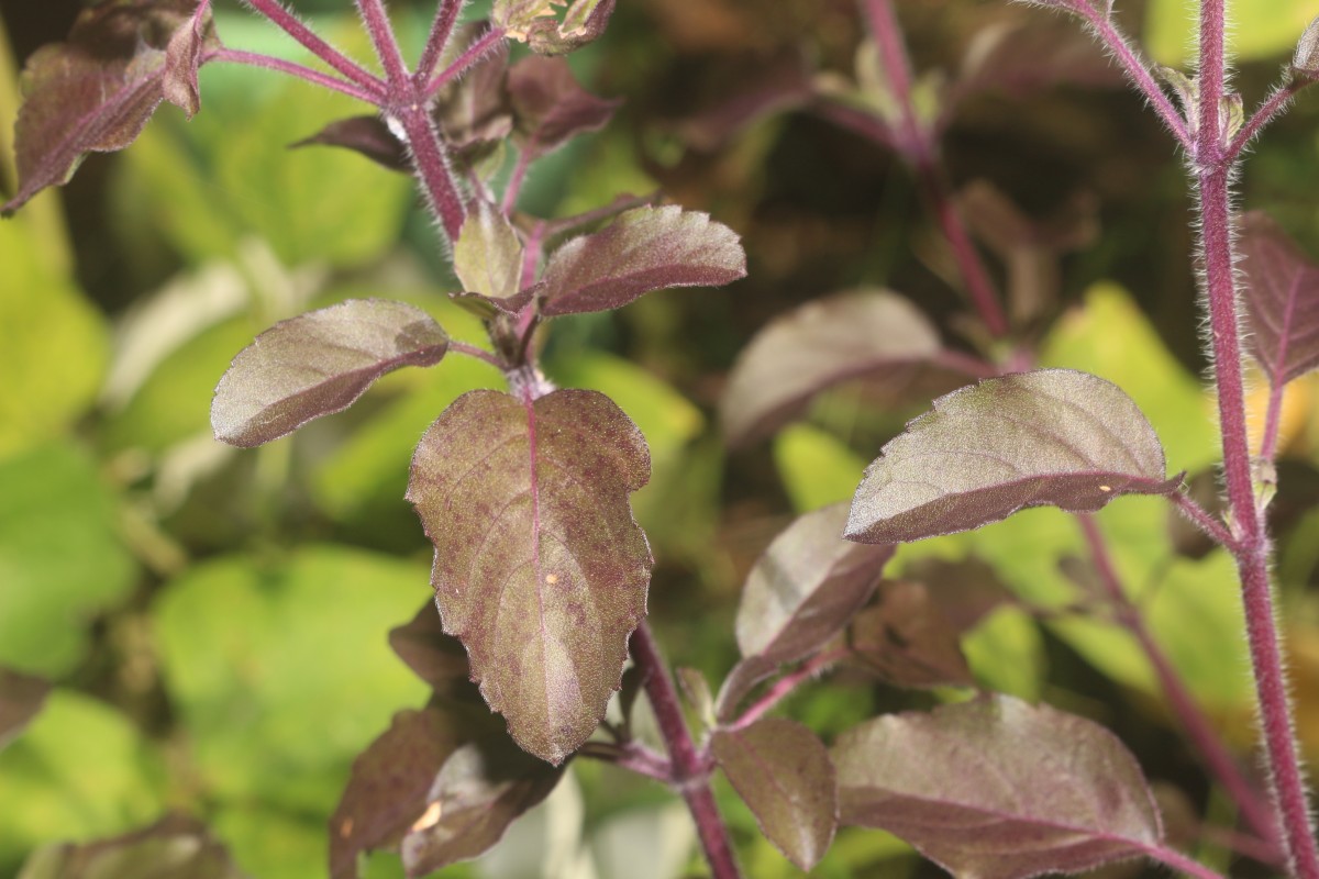 Ocimum basilicum var. basilicum L.