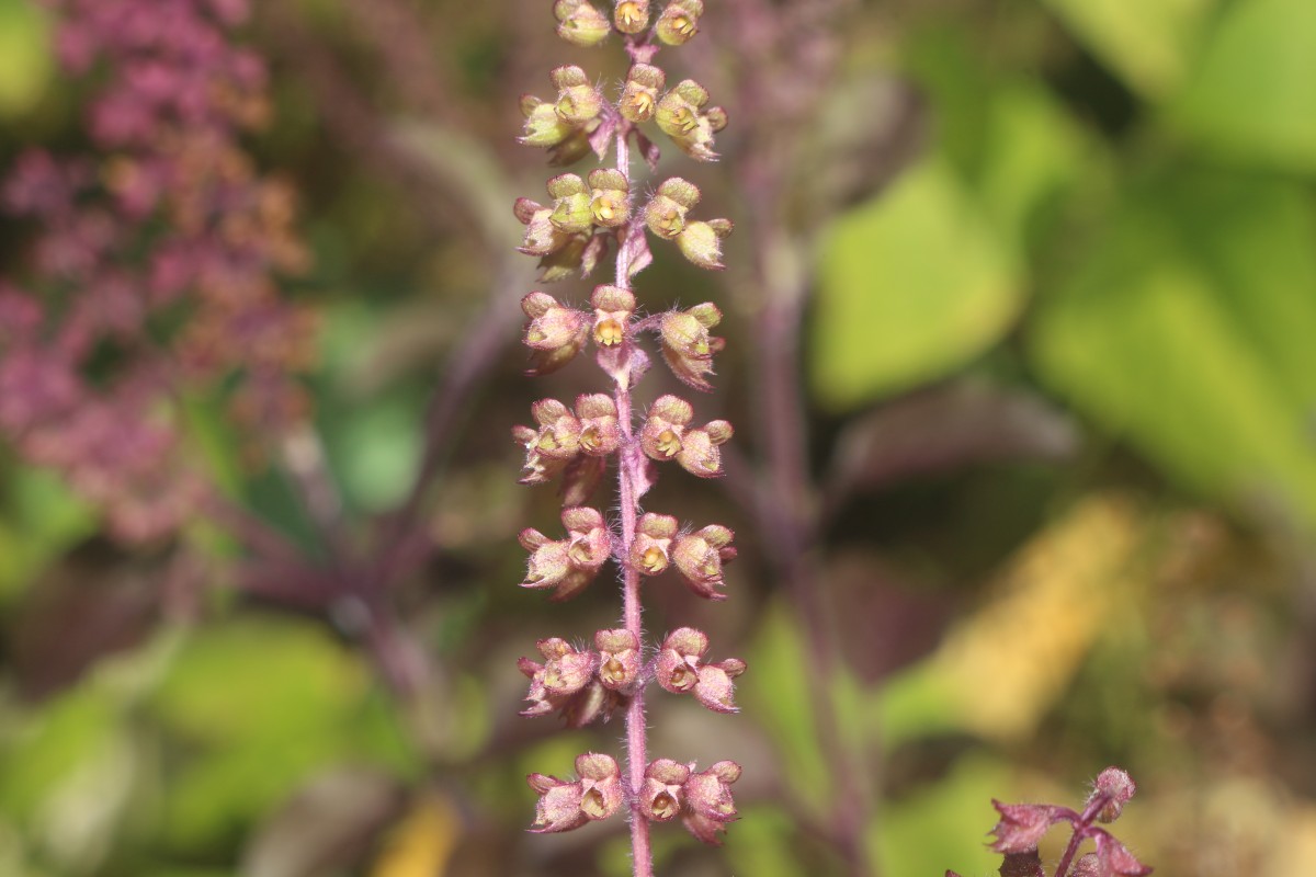 Ocimum basilicum var. basilicum L.