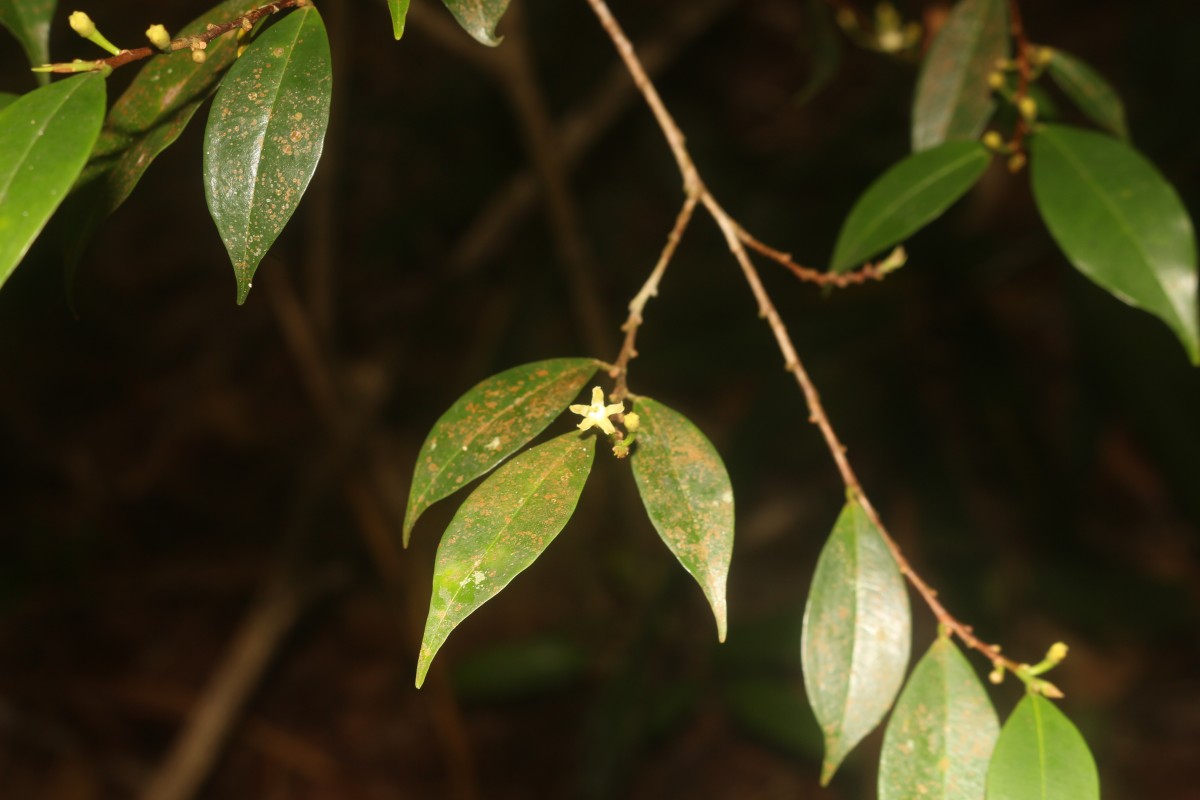 Erythroxylum moonii Hochr.