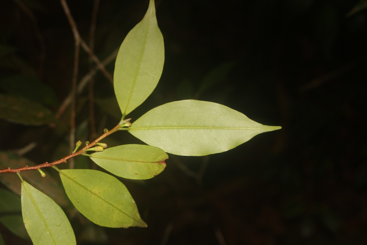 Erythroxylum moonii Hochr.