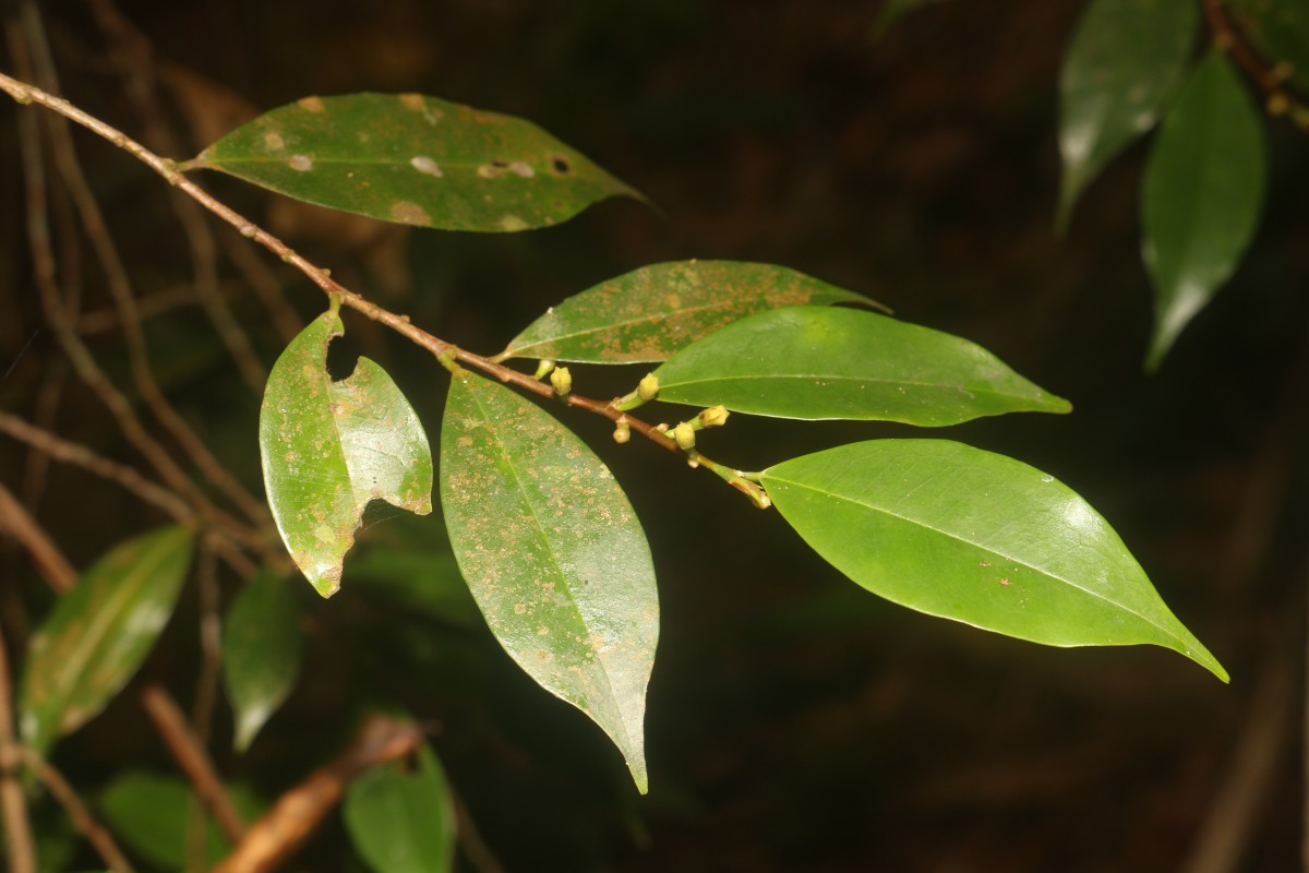 Erythroxylum moonii Hochr.