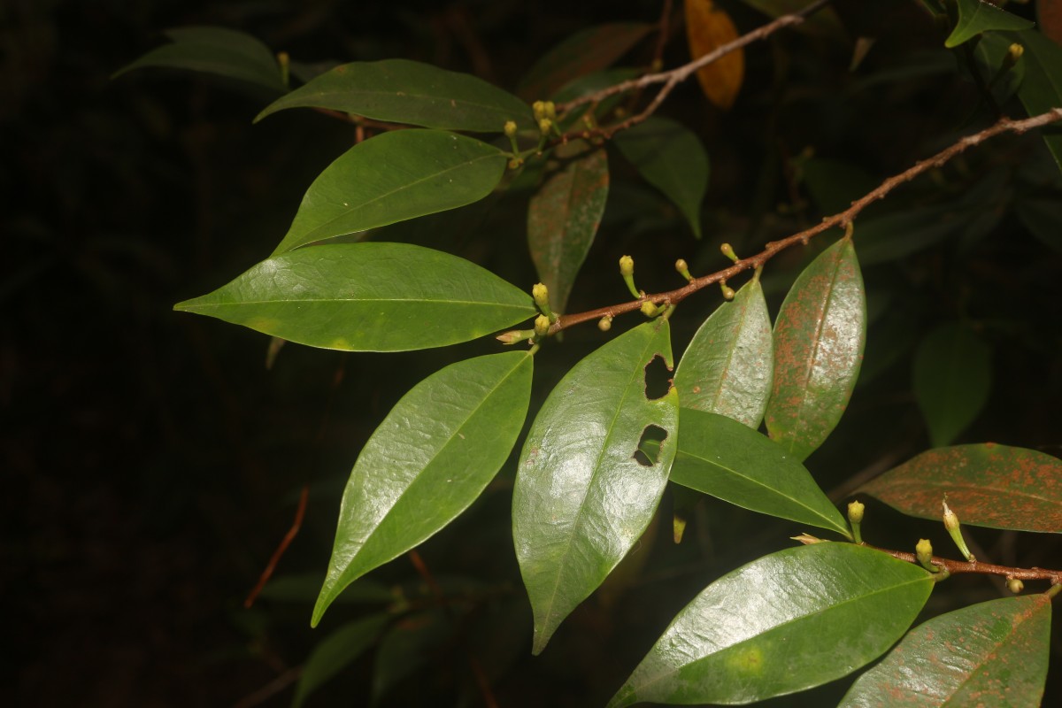 Erythroxylum moonii Hochr.