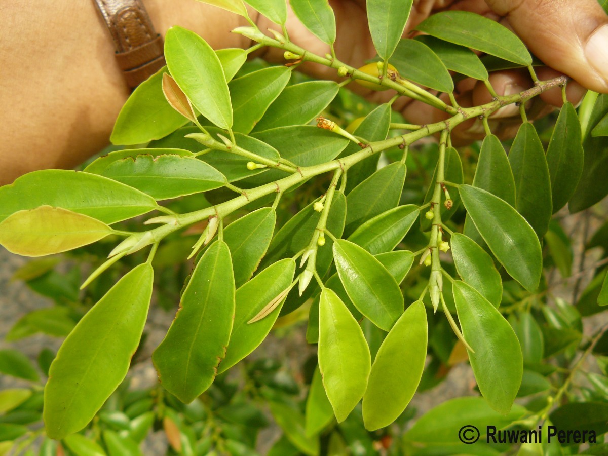 Erythroxylum zeylanicum O.E.Schulz