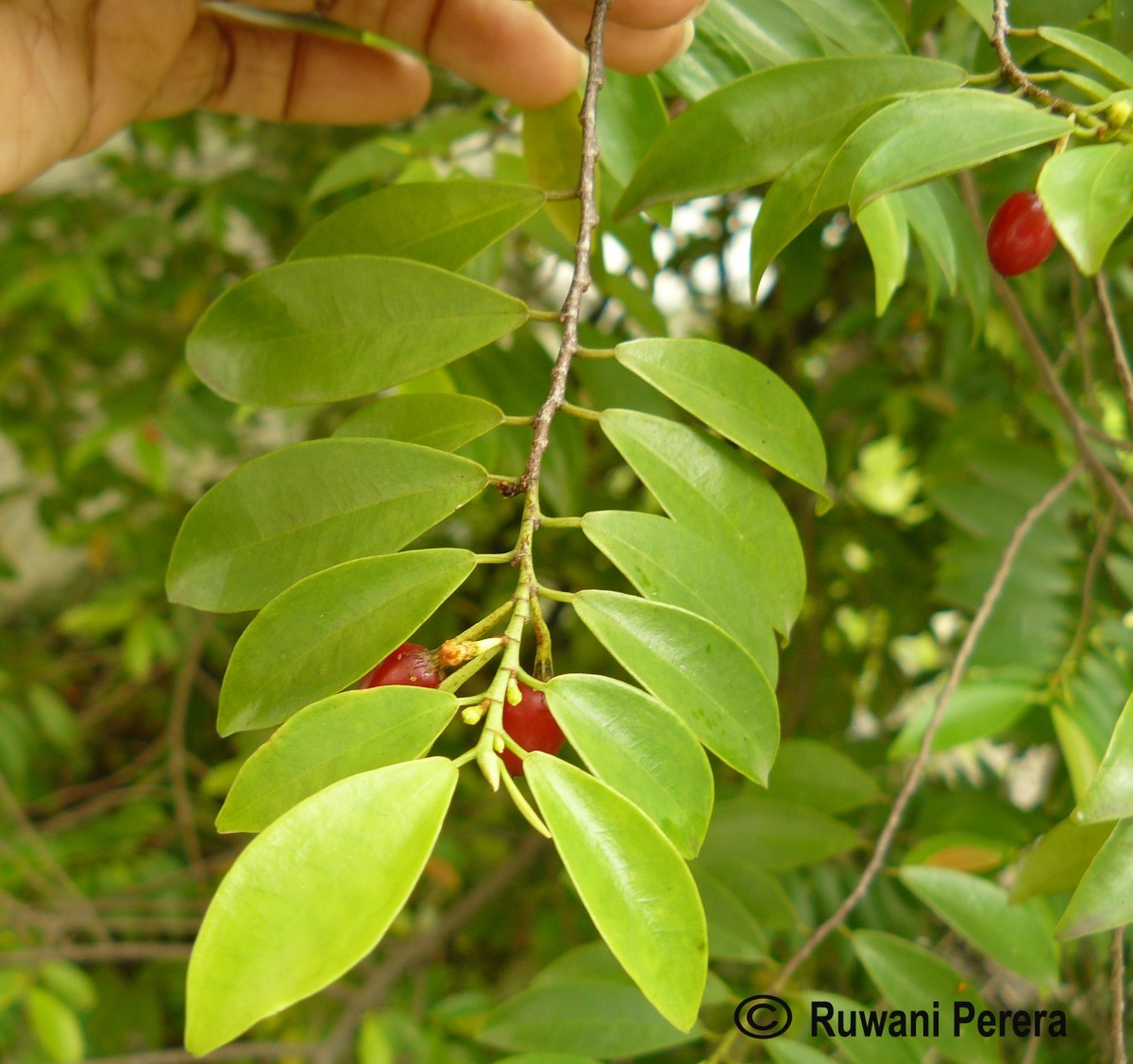 Erythroxylum zeylanicum O.E.Schulz