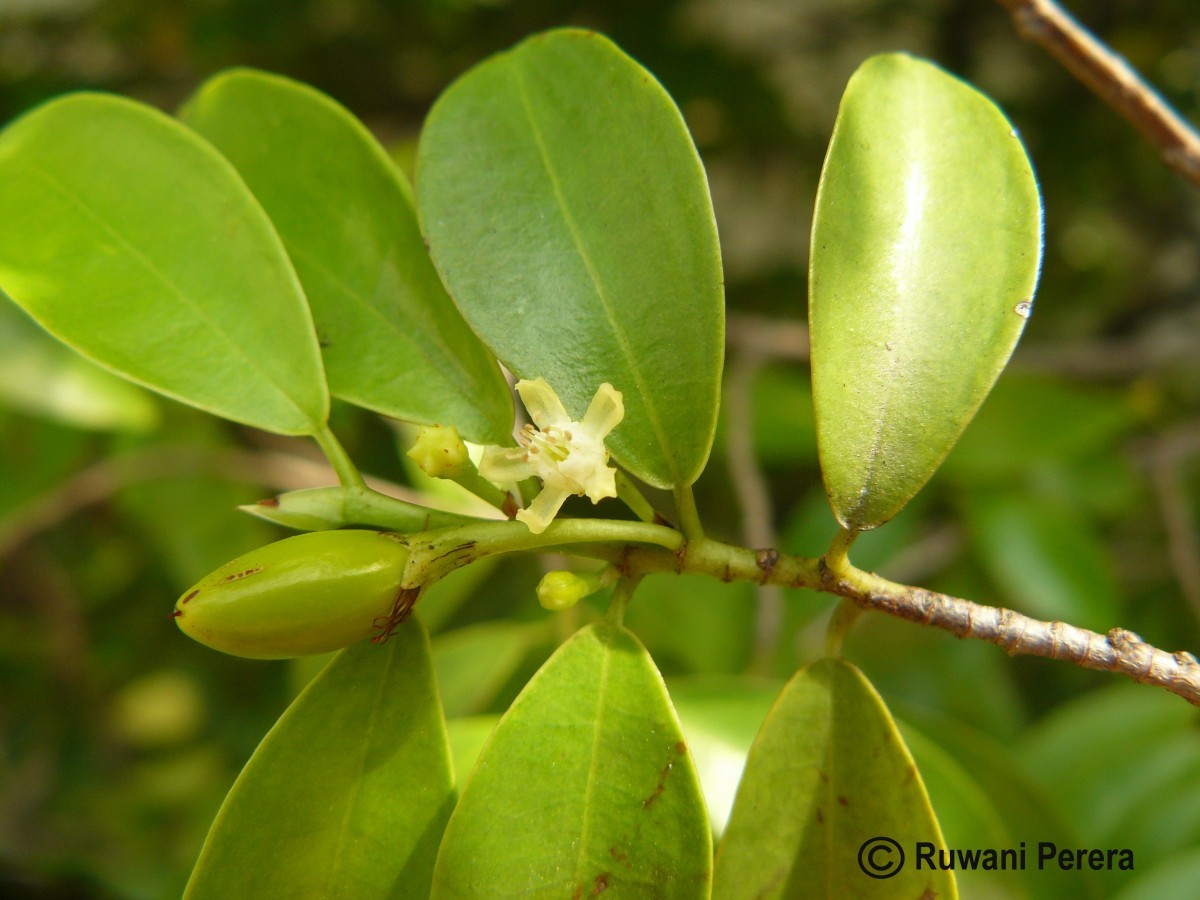 Erythroxylum zeylanicum O.E.Schulz