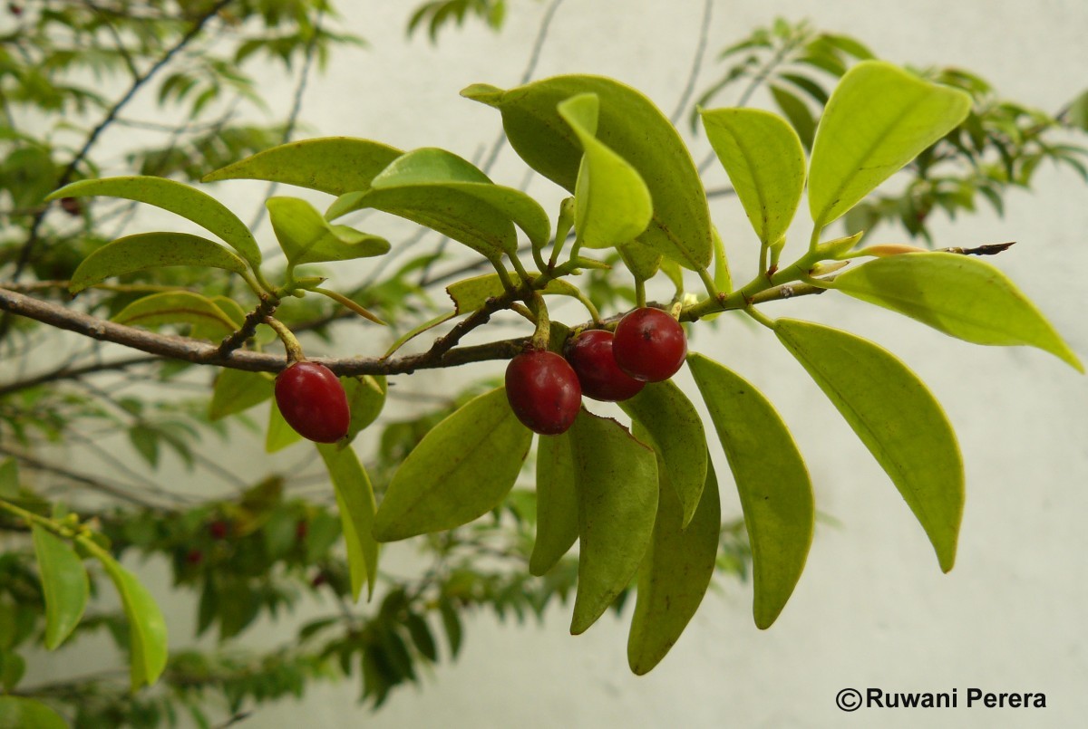 Erythroxylum zeylanicum O.E.Schulz