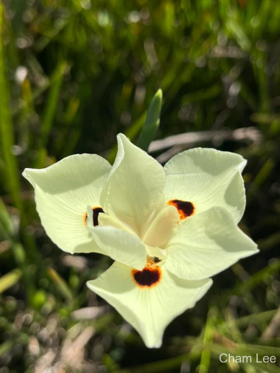 Dietes bicolor (Steud.) Sweet ex Klatt