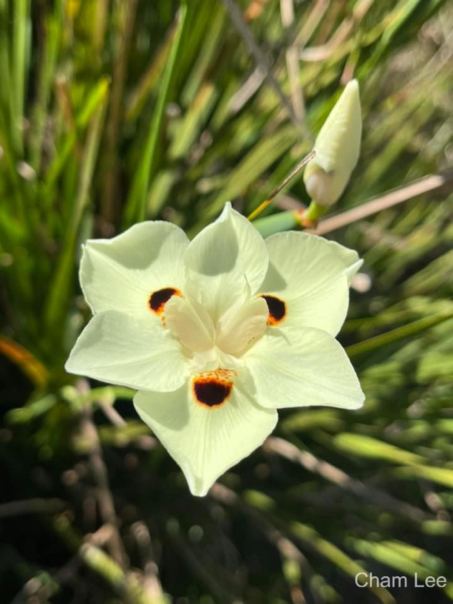 Dietes bicolor (Steud.) Sweet ex Klatt