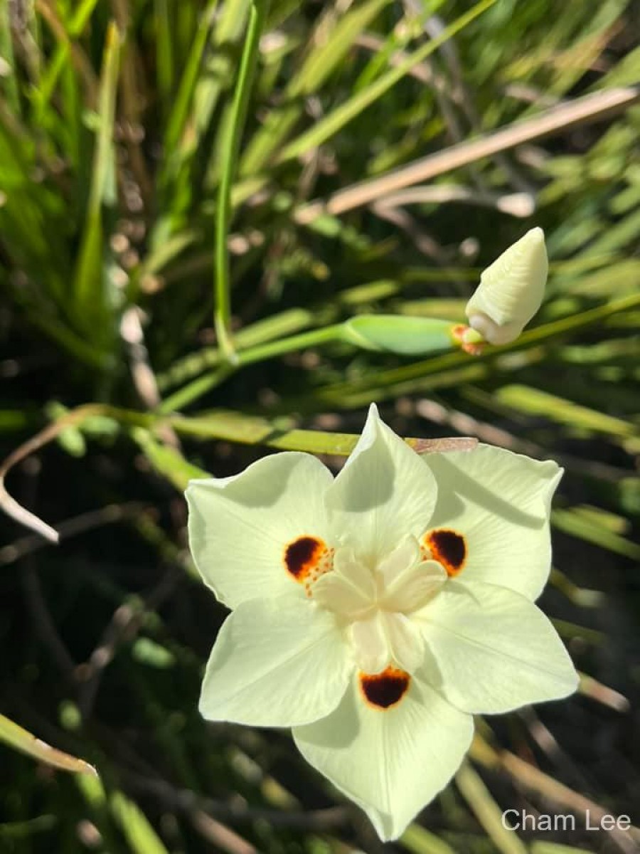 Dietes bicolor (Steud.) Sweet ex Klatt