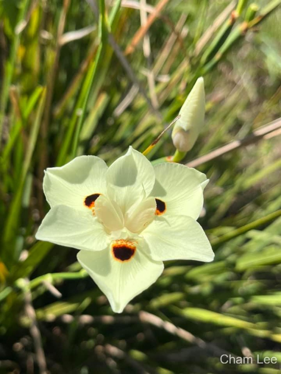 Dietes bicolor (Steud.) Sweet ex Klatt