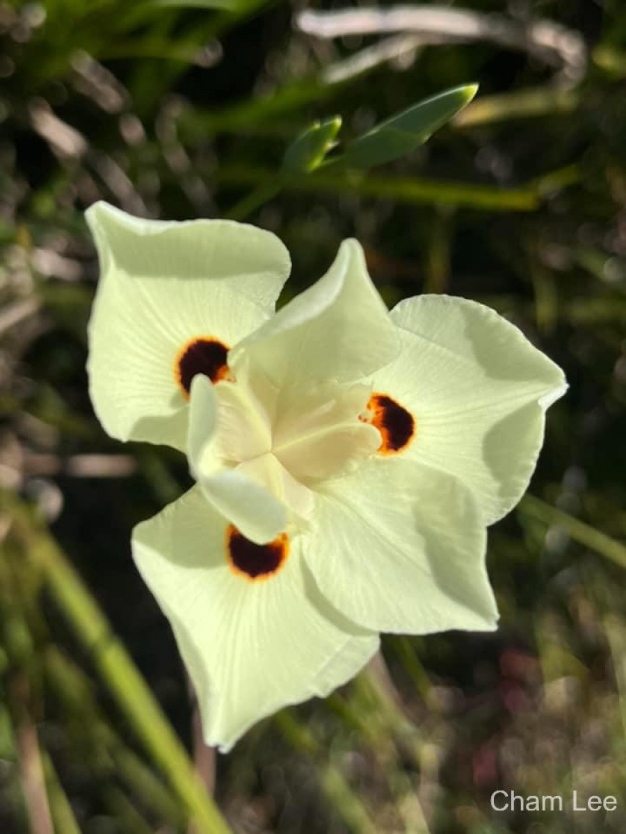 Dietes bicolor (Steud.) Sweet ex Klatt