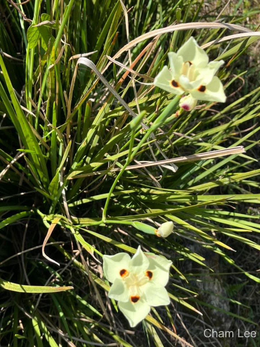 Dietes bicolor (Steud.) Sweet ex Klatt