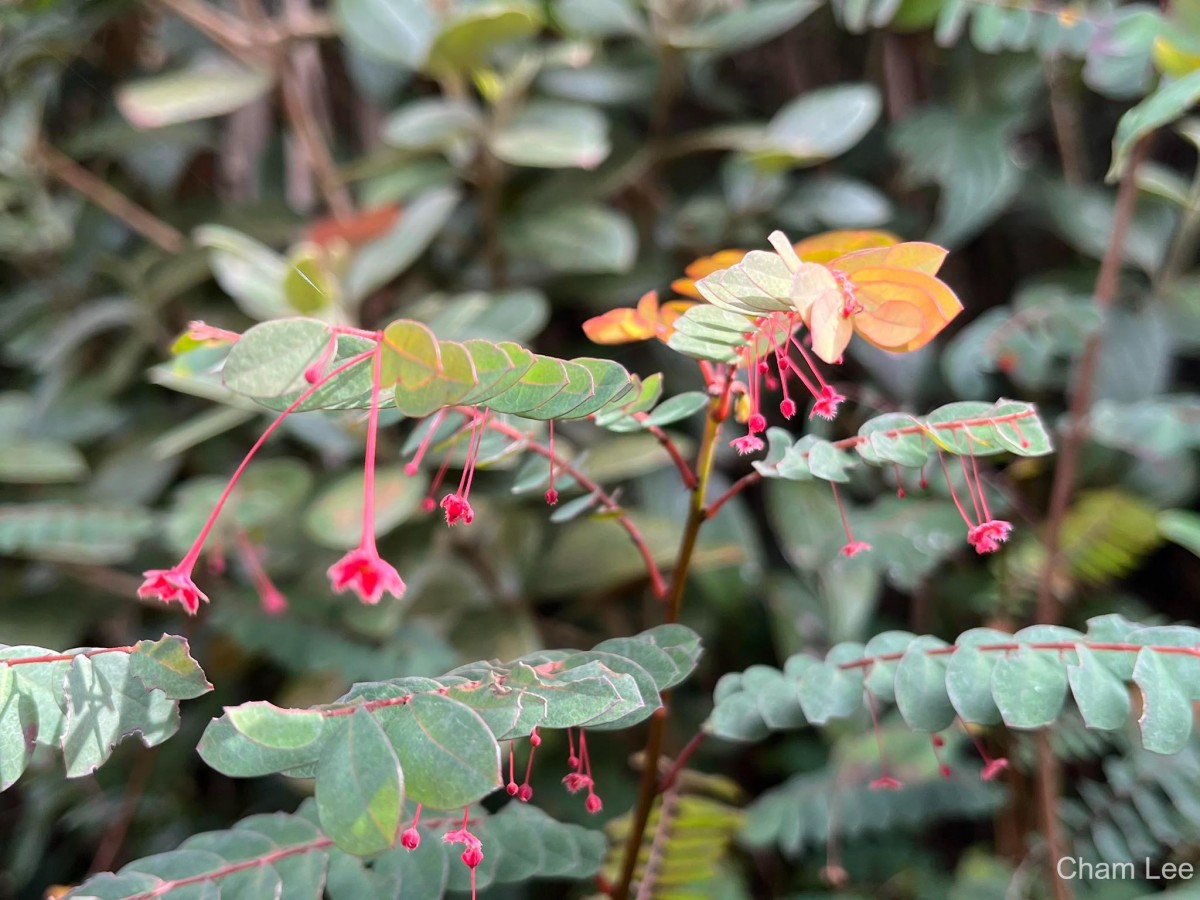 Phyllanthus oreophilus Müll.Arg.