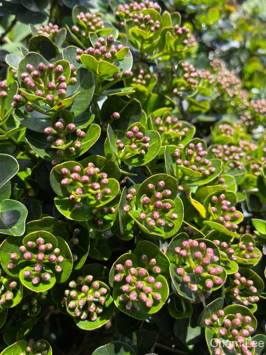 Syzygium sclerophyllum Thwaites