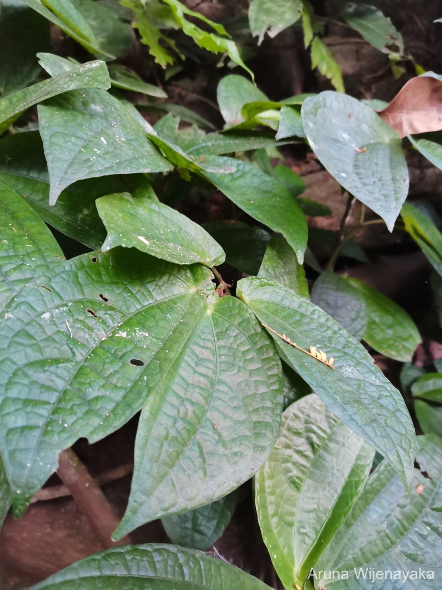 Elatostema heyneanum (Wedd.) Hallier f.