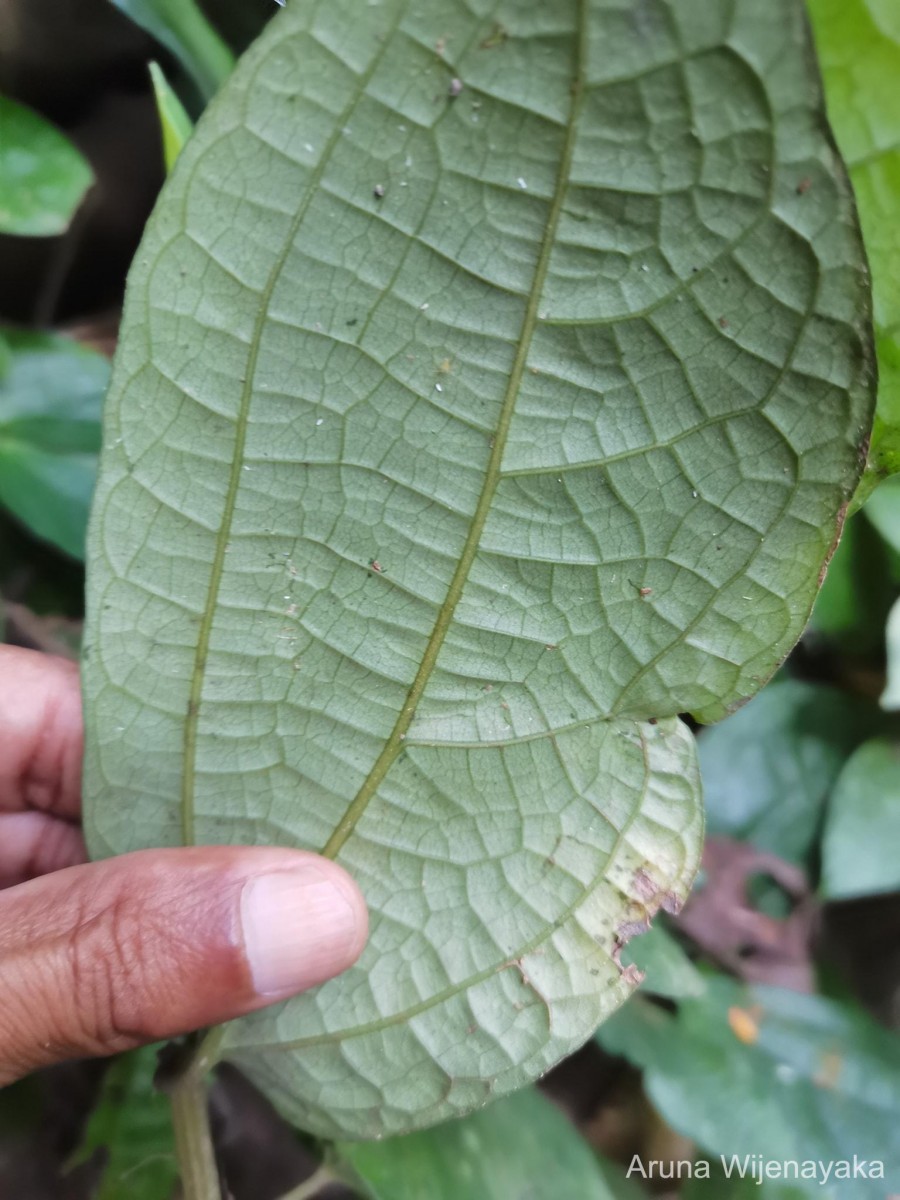 Elatostema heyneanum (Wedd.) Hallier f.