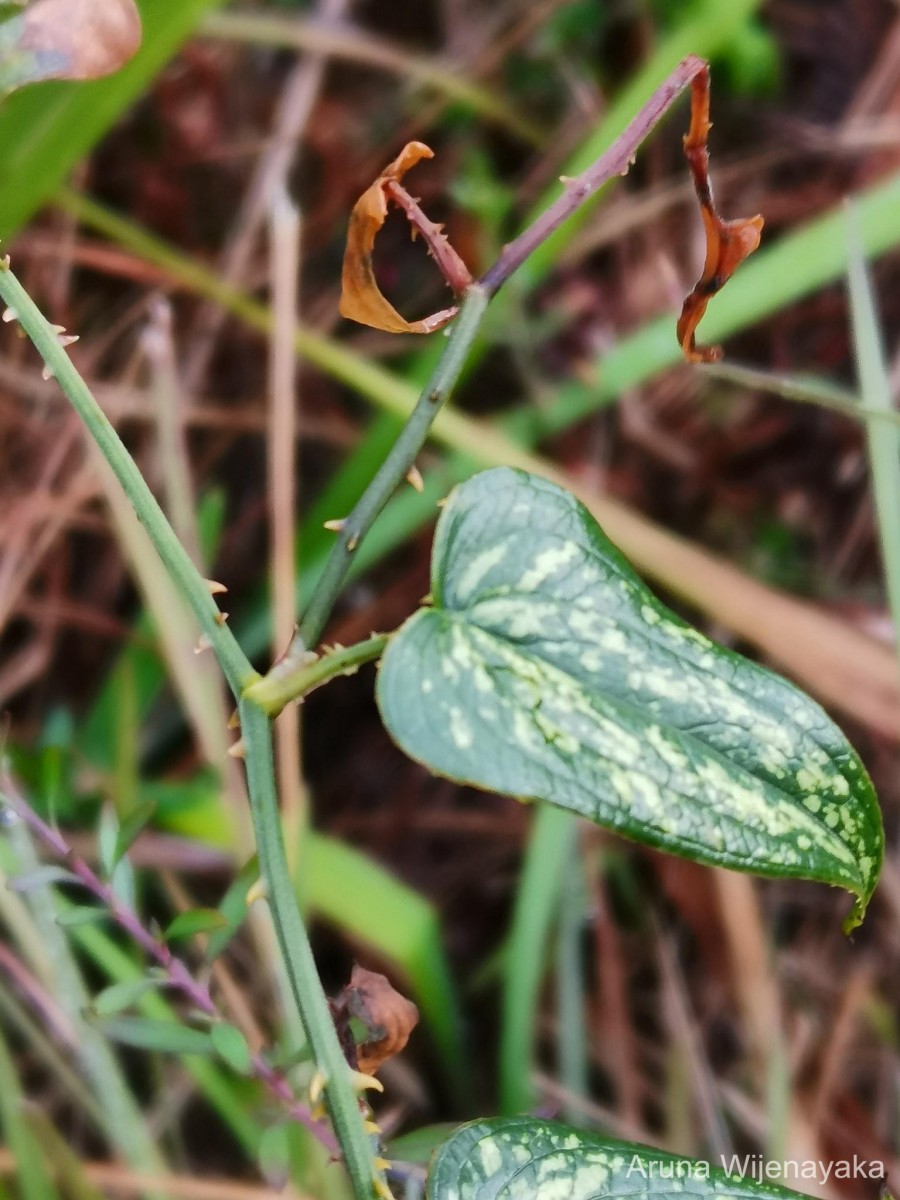 Smilax aspera L.