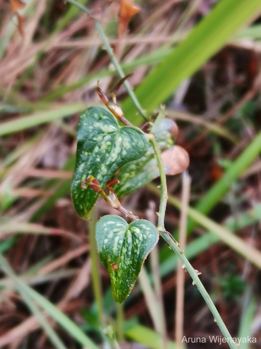 Smilax aspera L.