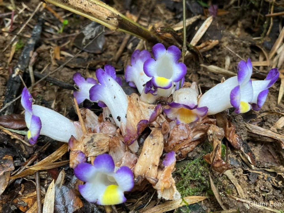 Christisonia calcarata Wight