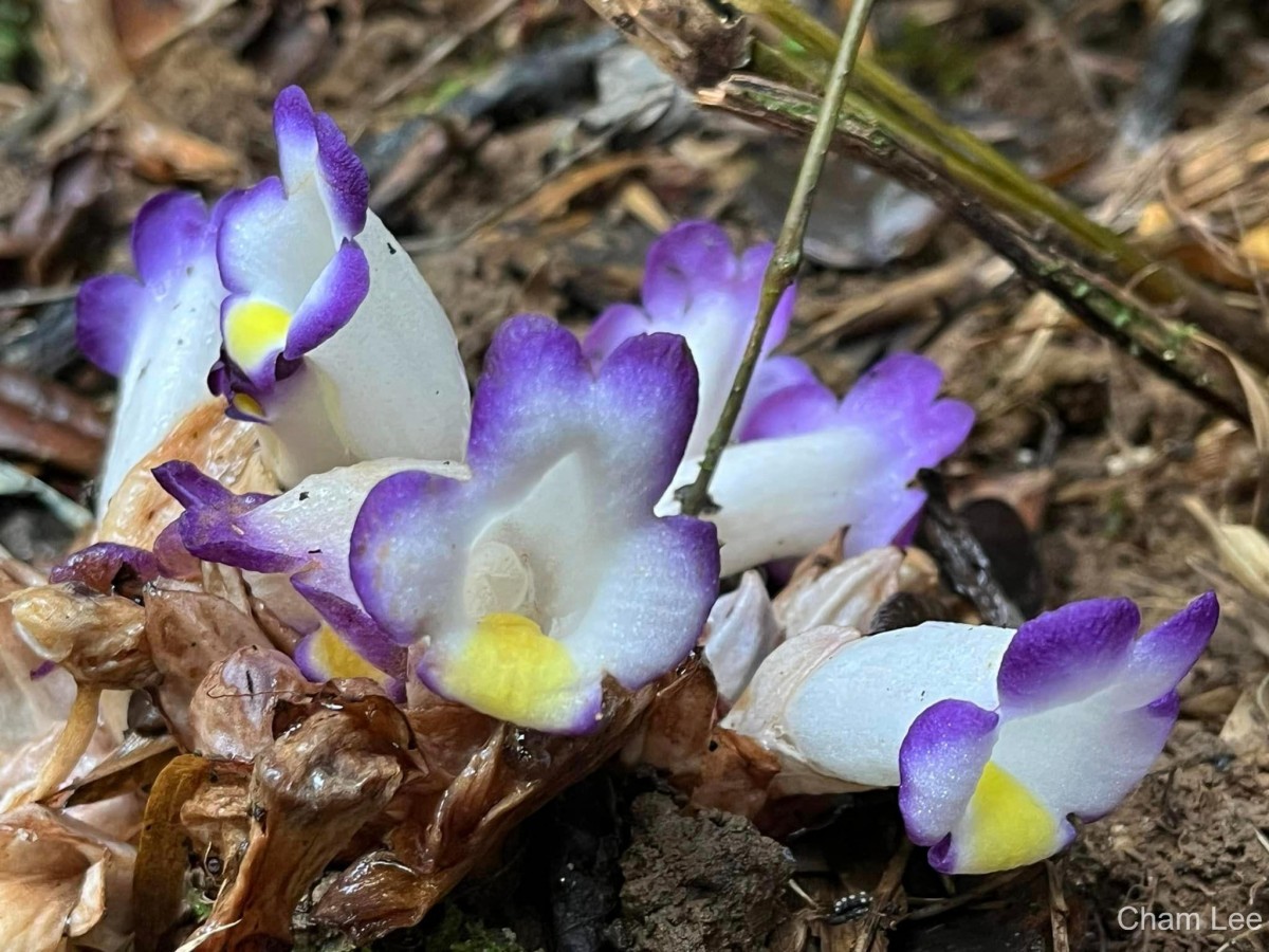 Christisonia calcarata Wight